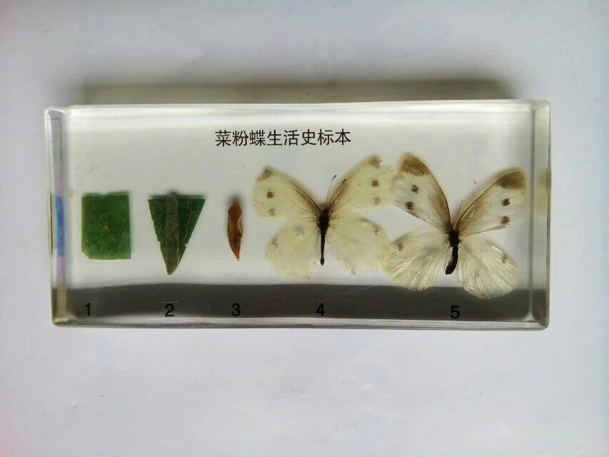 菜粉蝶生活史标本