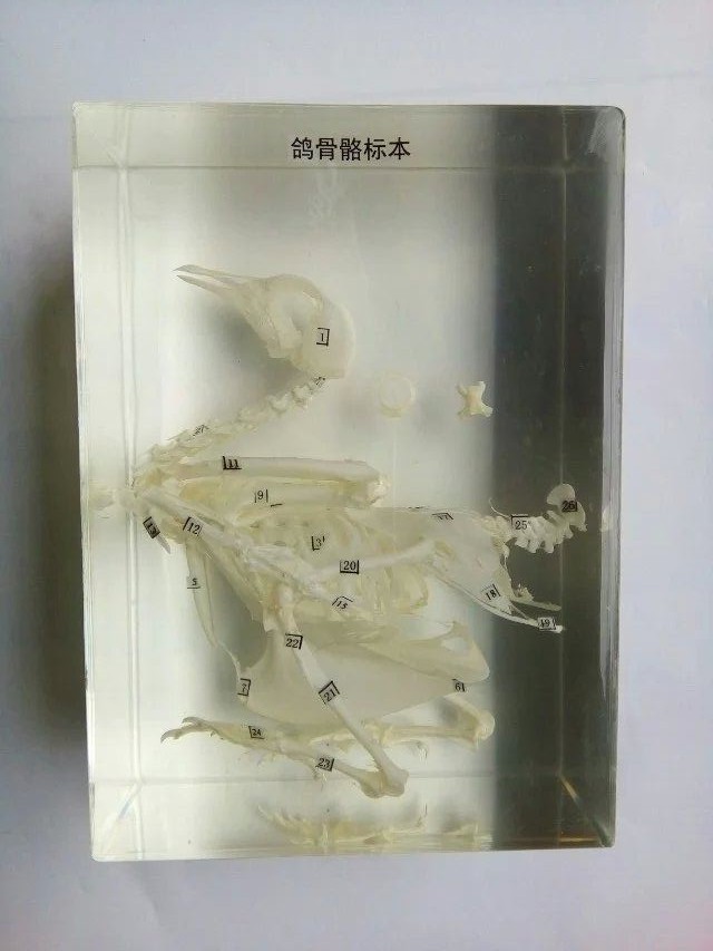 鸽骨骼标本